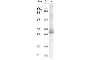Western blot analysis using Trim5α mouse monoclonal antiobdy against truncated Trim5αrecombinant protein. (TRIM5 anticorps)