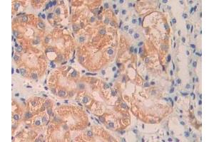 Detection of ANGPT1 in Mouse Kidney Tissue using Polyclonal Antibody to Angiopoietin 1 (ANGPT1)