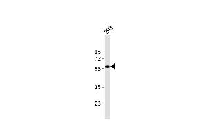 Anti-RASGEF1C Antibody (N-term) at 1:1000 dilution + 293 whole cell lysate Lysates/proteins at 20 μg per lane. (RASGEF1C anticorps  (N-Term))