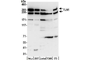 Western Blotting (WB) image for anti-Talin 1 (TLN1) (AA 2491-2541) antibody (ABIN7450829)