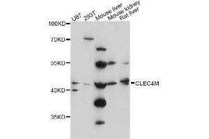 Western blot analysis of extracts of various cell lines, using CLEC4M antibody (ABIN6291842) at 1:3000 dilution.