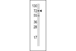 Western blot analysis of FKHR antibody (Center ) (ABIN390584 and ABIN2840907) in 293 cell line lysates (35 μg/lane). (FOXO1 anticorps  (AA 454-482))