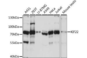 Western blot analysis of extracts of various cell lines, using KIF22 antibody  at 1:1000 dilution. (KIF22 anticorps  (AA 456-665))