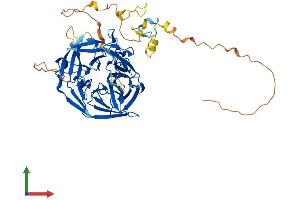 AlphaFold protein structure predicition of Human Recombinant RAG2 Protein, UniprotID P55895