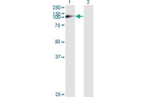 Western Blot analysis of WWP1 expression in transfected 293T cell line by WWP1 monoclonal antibody (M01), clone 1A7. (WWP1 anticorps  (AA 152-260))