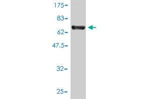 Western Blot detection against Immunogen (70.