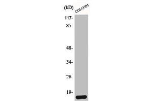 Western Blot analysis of HeLa cells using Brp44L Polyclonal Antibody (BRP44L anticorps  (N-Term))