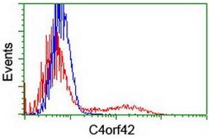 HEK293T cells transfected with either RC213725 overexpress plasmid (Red) or empty vector control plasmid (Blue) were immunostained by anti-C4orf42 antibody (ABIN2454986), and then analyzed by flow cytometry. (CTBP1-AS1 anticorps  (AA 1-186))