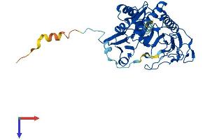 AlphaFold protein structure predicition of Mouse Recombinant Galt Protein, UniprotID Q03249