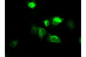 Image no. 2 for anti-Atrial Natriuretic Peptide Receptor 3 (NPR3) antibody (ABIN1499806) (NPR3 anticorps)