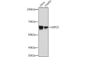 Western blot analysis of extracts of various cell lines, using USP22 Rabbit mAb (ABIN7271150) at 1:1000 dilution.