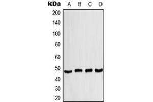 anti-CK1 delta (Center) antibody