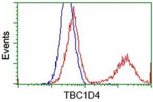 HEK293T cells transfected with either RC212105 overexpress plasmid (Red) or empty vector control plasmid (Blue) were immunostained by anti-TBC1D4 antibody (ABIN2454446), and then analyzed by flow cytometry. (TBC1D4 anticorps)