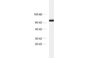 dilution: 1 : 1000, sample: crude synaptosomal fraction of rat brain (P2) (STXBP1 anticorps)