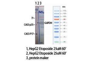 Western Blot (WB) analysis of specific cells using Cleaved-Caspase-3 p17 (D175) Polyclonal Antibody. (Caspase 3 p17 (Asp175), (cleaved) anticorps)