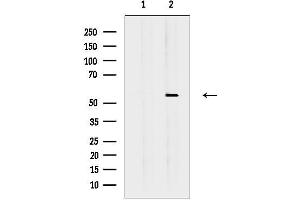 anti-Fibroblast Growth Factor Receptor-Like 1 (FGFRL1) (Internal Region) antibody