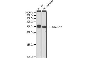 Western blot analysis of extracts of various cell lines, using TRNAP antibody (ABIN7271006) at 1:1000 dilution. (TRNAU1AP anticorps  (AA 1-287))