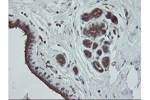 Image no. 6 for anti-Trafficking Protein Particle Complex 4 (TRAPPC4) antibody (ABIN1501265)