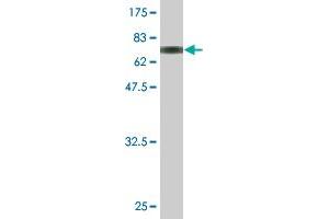 Western Blot detection against Immunogen (67.