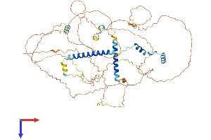 AlphaFold protein structure predicition of Human Recombinant C19orf44 Protein, UniprotID Q9H6X5
