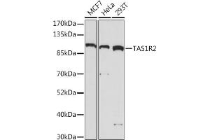 Western blot analysis of extracts of various cell lines, using TR2 Rabbit pAb (ABIN7270734) at 1:1000 dilution. (TAS1R2 anticorps  (AA 450-550))