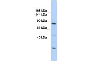 Western Blotting (WB) image for anti-CDC5 Cell Division Cycle 5-Like (S. Pombe) (CDC5L) antibody (ABIN2458488) (CDC5L anticorps)