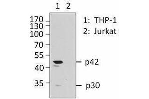 Western Blotting (WB) image for anti-CCAAT/enhancer Binding Protein (C/EBP), alpha (CEBPA) antibody (ABIN2664083) (CEBPA anticorps)
