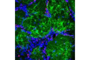 IF on rat olfactory bulb using Mouse monoclonal antibody to rat p75NTR  at a concentration of 10 µg/ml (green), Rabbit antibody to internal part of cFos (c-fos): whole serum (OSC00040W) at 1 : 500 dilution and DAPI counterstained appearing in blue.