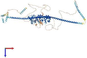 AlphaFold protein structure predicition of Mouse Recombinant Ppfibp2 Protein, UniprotID O35711