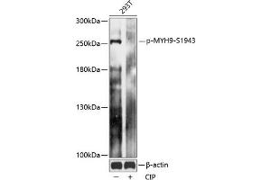 Western blot analysis of extracts of 293T cells, using Phospho-MYH9-S1943 antibody (ABIN7268744) at 1:2000 dilution. (Myosin 9 anticorps  (pSer1943))
