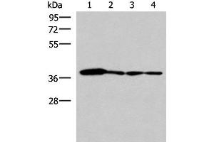 Western blot analysis of 293T PC3 A549 and HepG2 cell lysates using ELAC1 Polyclonal Antibody at dilution of 1:800 (ELAC1 anticorps)
