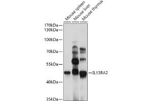 Western blot analysis of extracts of various cell lines, using IL13R antibody (043) at 1:1000 dilution. (IL13RA2 anticorps  (AA 27-343))