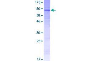 Image no. 1 for G Protein-Coupled Receptor 142 (GPR142) (AA 1-462) protein (GST tag) (ABIN1355576)