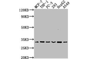 Western Blot Positive WB detected in: MCF-7 whole cell lysate, THP-1 whole cell lysate, PC-3 whole cell lysate, 293 whole cell lysate, HepG2 whole cell lysate, A549 whole cell lysate All lanes: CD8A antibody at 1:2000 Secondary Goat polyclonal to rabbit IgG at 1/50000 dilution Predicted band size: 26, 22, 31 kDa Observed band size: 31 kDa
