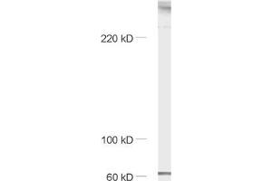 dilution: 1 : 1000, sample: mouse brain homogenate (Piccolo anticorps  (AA 2011-2350))