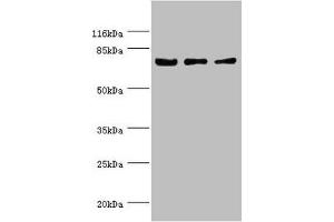 Western blot All lanes: KLC1 antibody at 1. (KLC1 anticorps  (AA 274-573))