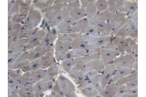 Detection of LDHA in Porcine Heart Tissue using Polyclonal Antibody to Lactate Dehydrogenase A (LDHA)