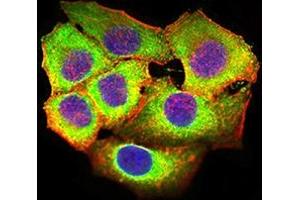 Immunofluorescence analysis of Hela cells using CD369 mouse mAb (green). (CLEC7A anticorps  (AA 66-247))