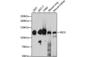 Western blot analysis of extracts of various cell lines, using RECK antibody (ABIN7269954) at 1:1000 dilution. (RECK anticorps  (AA 110-210))