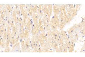 anti-Myxovirus Resistance Protein 1 (MX1) (AA 80-342) antibody