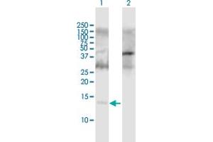 Western Blot analysis of APOC2 expression in transfected 293T cell line by APOC2 MaxPab polyclonal antibody.