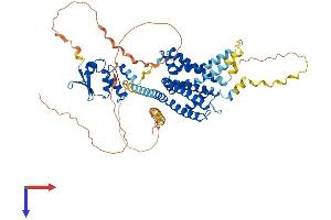 AlphaFold protein structure predicition of Mouse Recombinant Kcna5 Protein, UniprotID Q61762