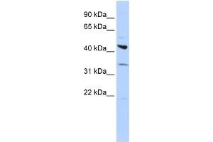 WB Suggested Anti-ADRB2 Antibody Titration:  0. (beta 2 Adrenergic Receptor anticorps  (Middle Region))