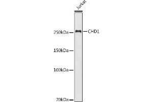anti-Chromodomain Helicase DNA Binding Protein 1 (CHD1) (C-Term) antibody