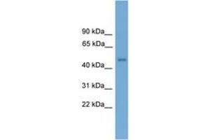 Image no. 1 for anti-Forkhead Box D4-Like 1 (FOXD4L1) (N-Term) antibody (ABIN6744521) (FOXD4L1 anticorps  (N-Term))