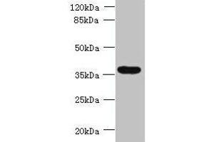Western blot All lanes: TRIM51 antibody at 1. (TRIM51 anticorps  (AA 160-452))