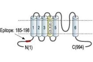 Representative domain view of the target of ABIN7043549.