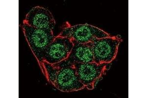Confocal immunofluorescent analysis of PDK4 antibody with HeLa cells followed by Alexa Fluor 488-conjugated goat anti-rabbit lgG (green).