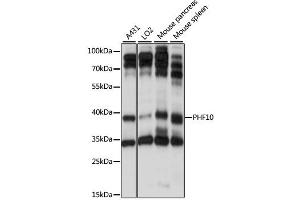 Western blot analysis of extracts of various cell lines, using PHF10 antibody (ABIN6290737) at 1:1000 dilution.