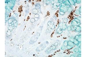 Immunohistochemistry analysis using Mouse Anti-DNA Damage Monoclonal Antibody, Clone 15A3 . (DNA/RNA Damage anticorps (Atto 594))